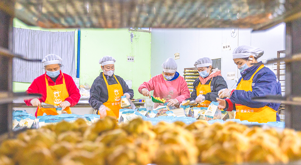 山西臨猗：市場受青睞 “兩節”生產忙